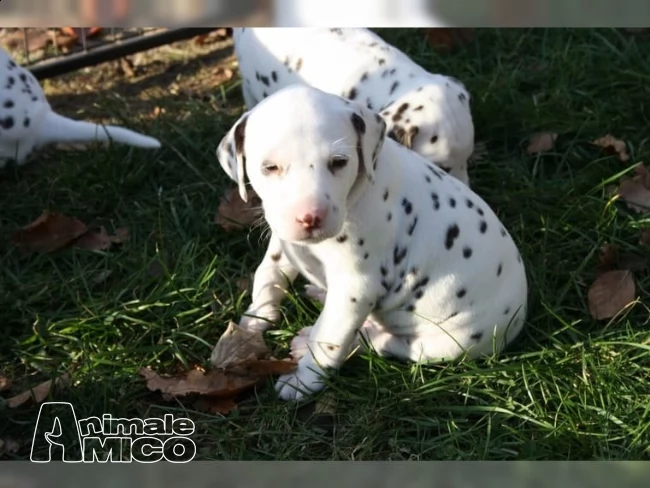 2 cuccioli dalmata con pedigree 