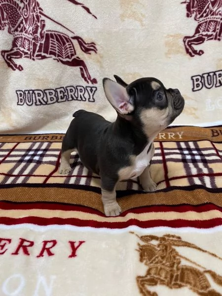 cuccioli di bouledogue francese maschio e femmina | Foto 1