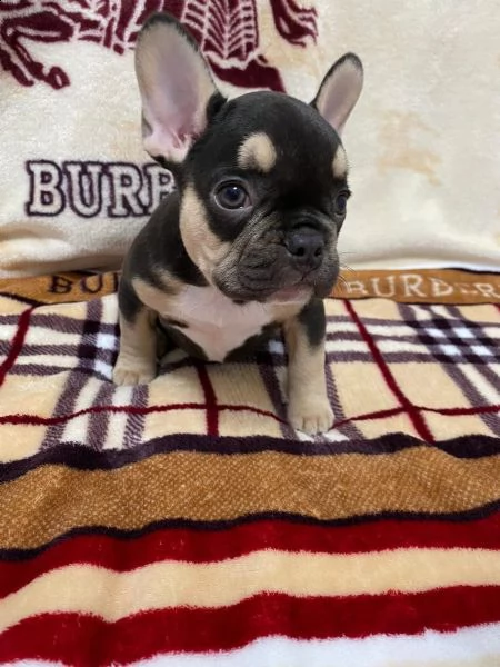 cuccioli di bouledogue francese maschio e femmina | Foto 0
