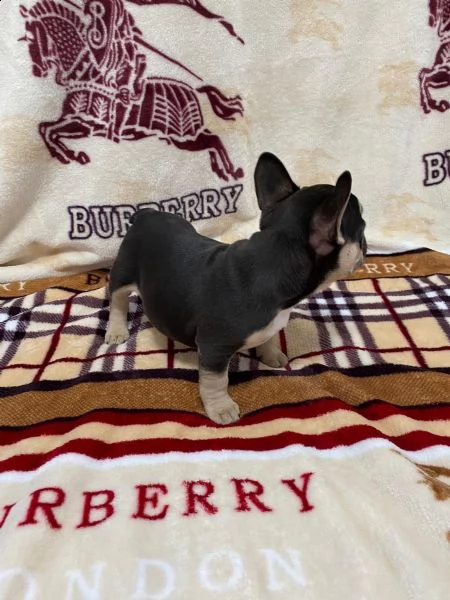 cuccioli di bouledogue francese maschio e femmina