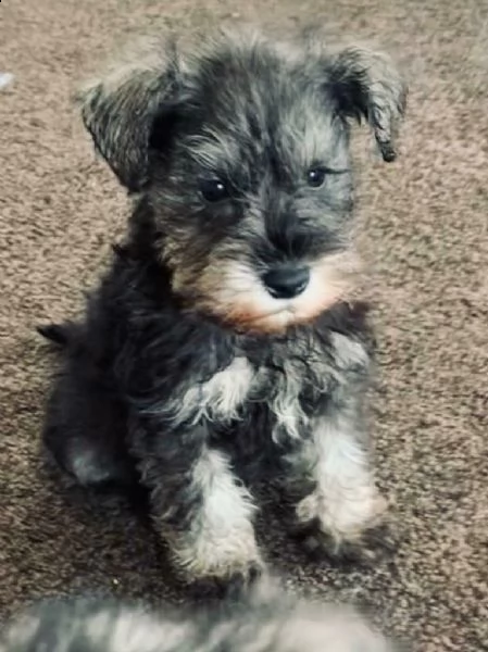 bellissimi cuccioli di schnauzer nani 