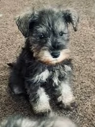 bellissimi cuccioli di schnauzer nani  | Foto 1