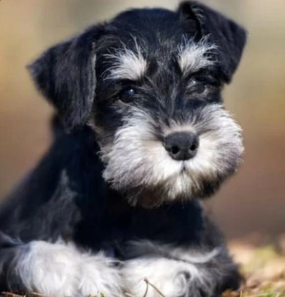 bellissimi cuccioli di schnauzer nani  | Foto 0