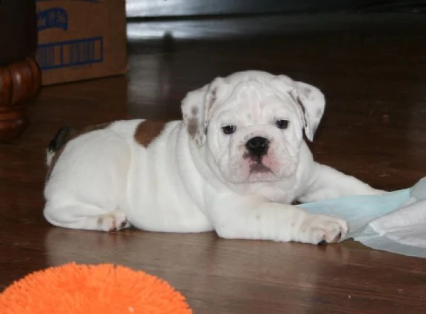 meravigliosa cucciolata di bulldog inglese | Foto 1