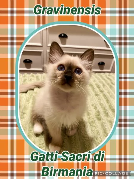 Cuccioli di gatto sacro di Birmania 