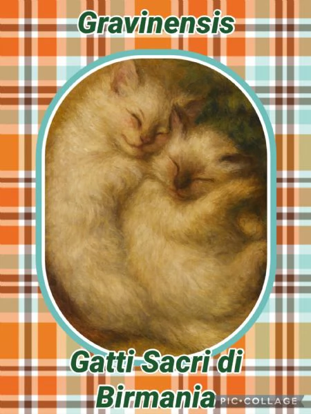 Cuccioli di gatto sacro di Birmania  | Foto 2