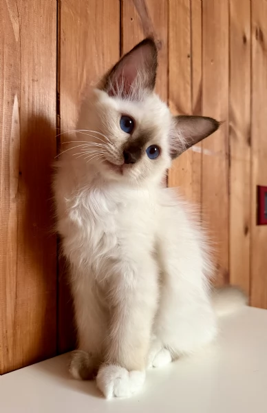 Cuccioli Gravinensis Sacro di Birmania  | Foto 4