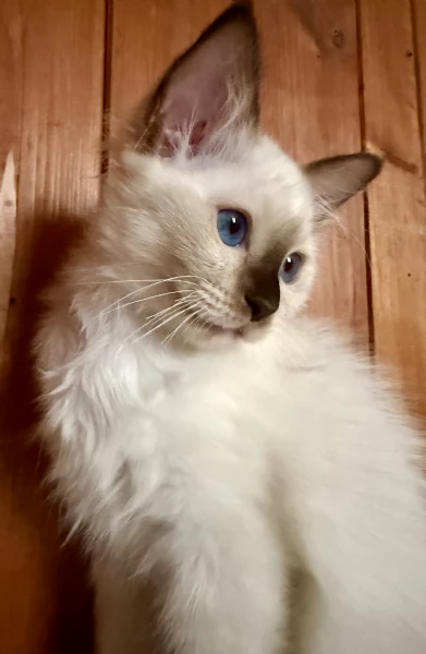 Cuccioli Gravinensis Sacro di Birmania  | Foto 3
