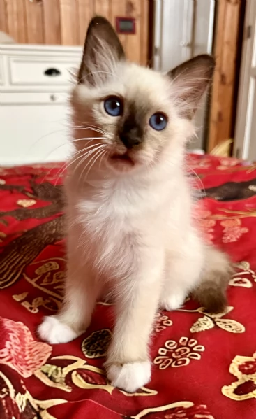 Cuccioli Gravinensis Sacro di Birmania  | Foto 1