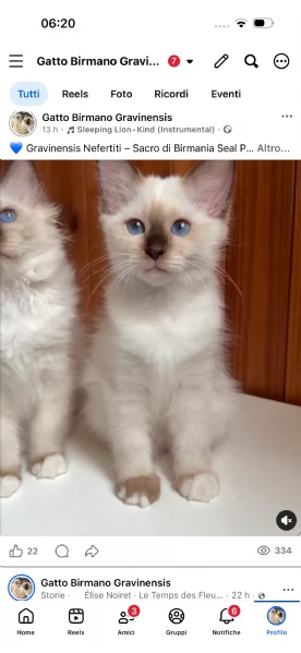 Cuccioli Gravinensis Sacro di Birmania  | Foto 0