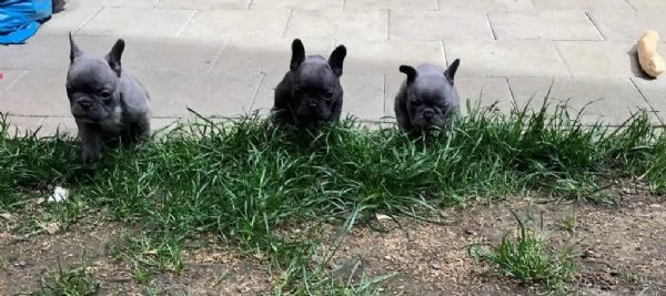bulldog - bouledogue francese cuccioli blu | Foto 4