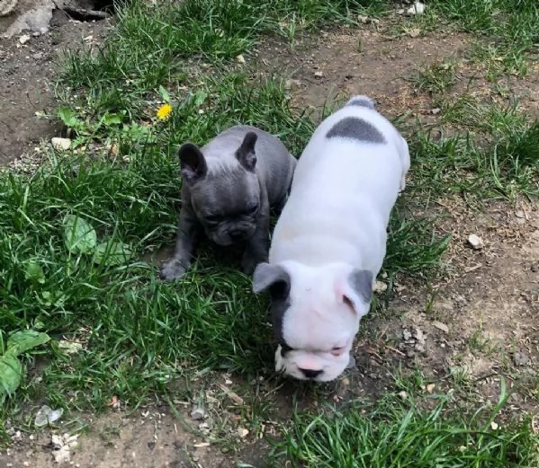 bulldog - bouledogue francese cuccioli blu | Foto 3