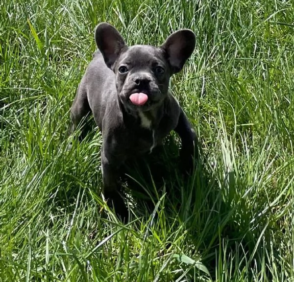 bulldog - bouledogue francese cuccioli blu | Foto 2