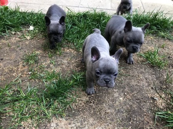 bulldog - bouledogue francese cuccioli blu | Foto 1