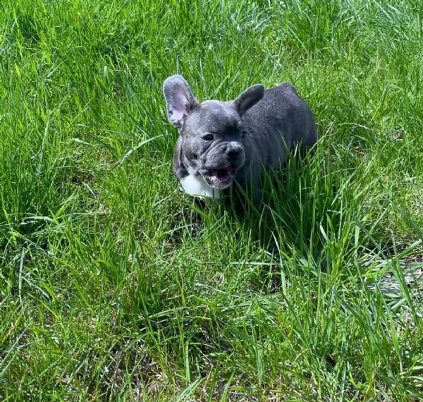 bulldog - bouledogue francese cuccioli blu