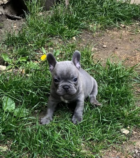 bulldog - bouledogue francese cuccioli blu | Foto 0