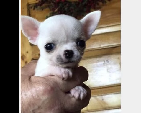 cuccioli chihuahua toy bianco crema | Foto 0