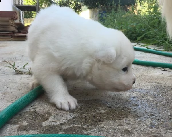 samoiedo cuccioli | Foto 1