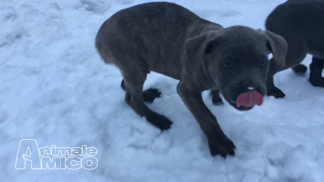 blue ridge cane corsos - cuccioli disponibili | Foto 1