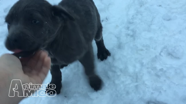 blue ridge cane corsos - cuccioli disponibili | Foto 0