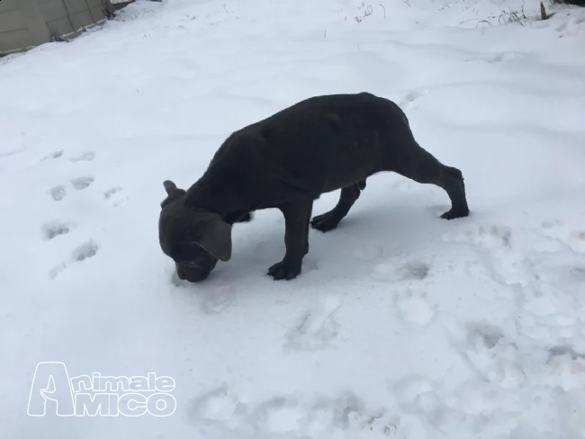 blue ridge cane corsos - cuccioli disponibili