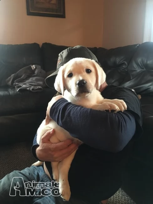 cuccioli labrador chocolate,gialli e neri | Foto 3