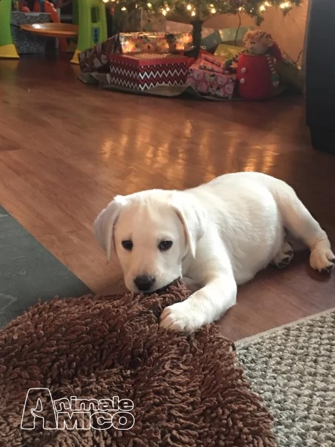 cuccioli labrador chocolate,gialli e neri | Foto 1