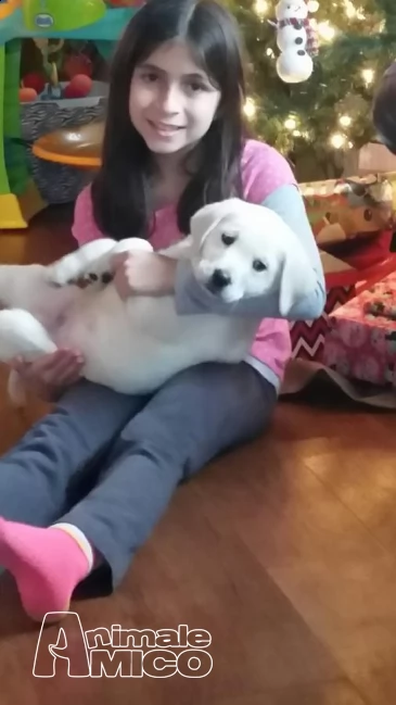 cuccioli labrador chocolate,gialli e neri | Foto 0