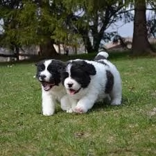 disponibili cuccioli di landseer con pedigree