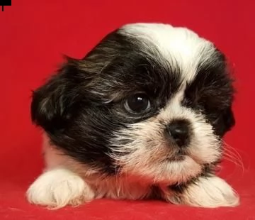 cuccioli shih tzu svegli ben addestrati