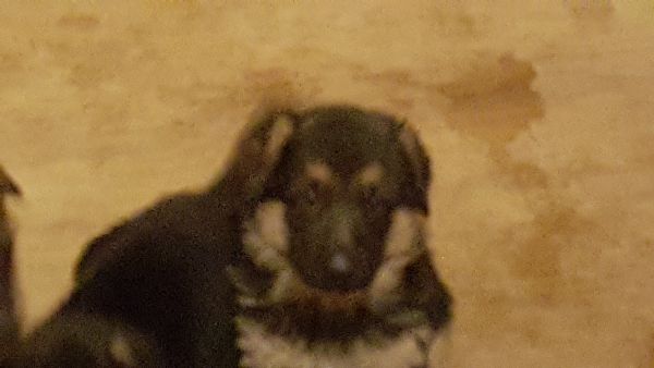 cuccioli di pastore tedesco