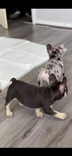cuccioli di bouledogue francese | Foto 4