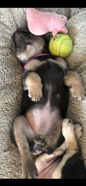 cuccioli di bouledogue francese | Foto 2