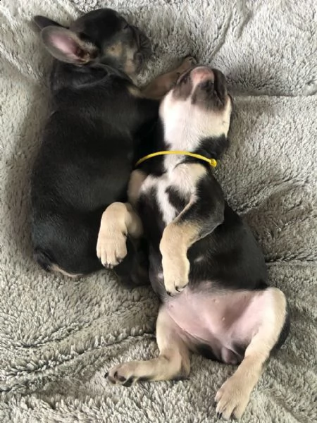 cuccioli di bouledogue francese | Foto 1