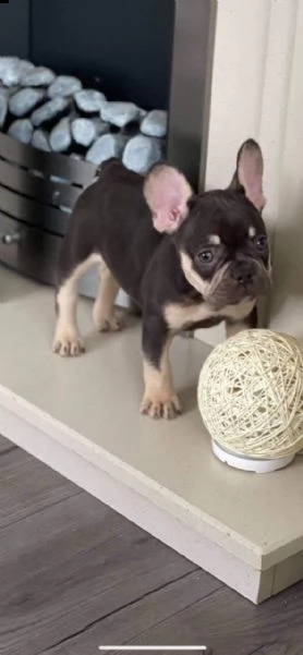 cuccioli di bouledogue francese | Foto 0