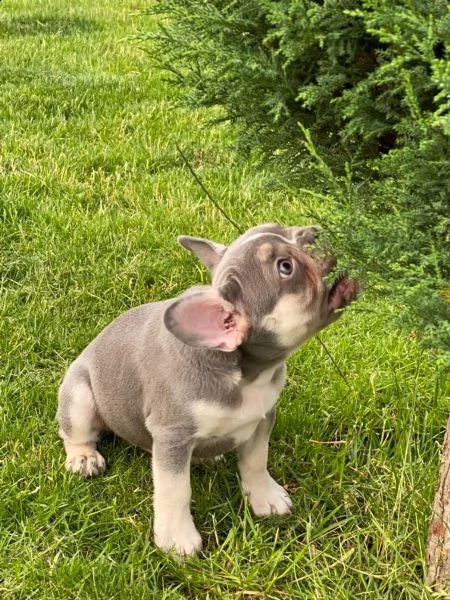 bellissimi cuccioli di bouledogue francese | Foto 10