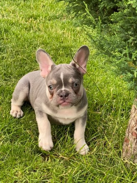 bellissimi cuccioli di bouledogue francese | Foto 9