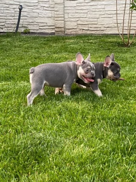 bellissimi cuccioli di bouledogue francese | Foto 8