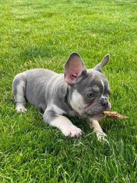 bellissimi cuccioli di bouledogue francese | Foto 7