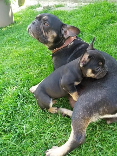 bellissimi cuccioli di bouledogue francese | Foto 6