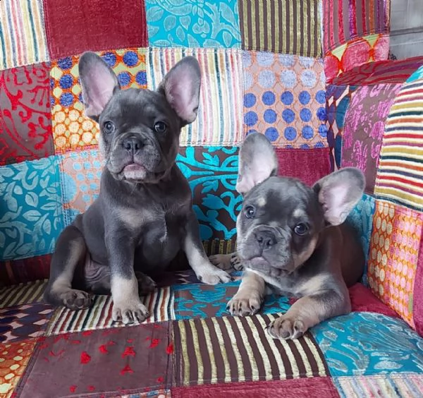 bellissimi cuccioli di bouledogue francese | Foto 5