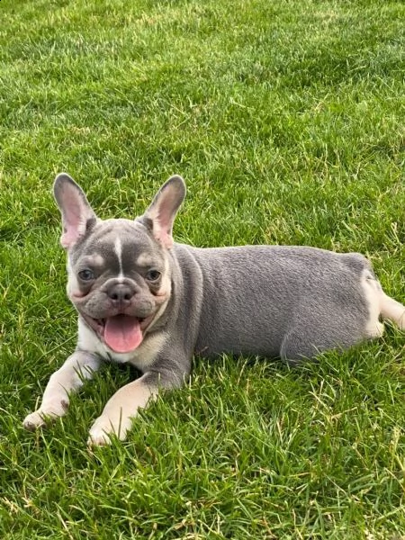 bellissimi cuccioli di bouledogue francese | Foto 4