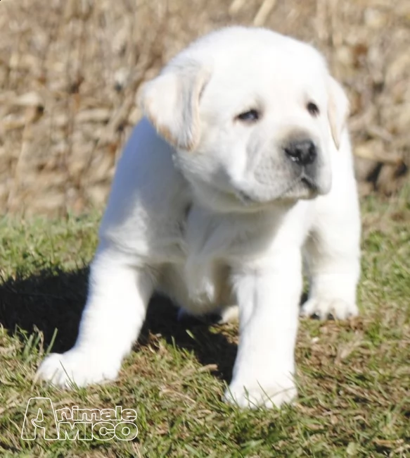 labrador retriever cuccioli