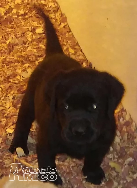 labrador retriever cuccioli | Foto 1