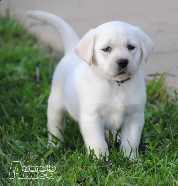 labrador retriever cuccioli | Foto 0