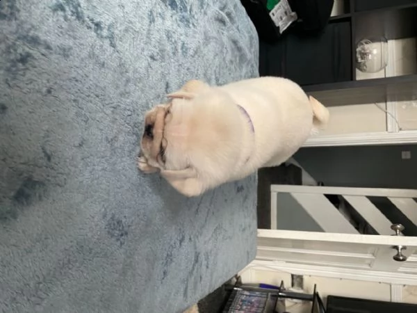 cuccioletto di maltese mini toy | Foto 9