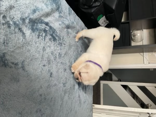 cuccioletto di maltese mini toy | Foto 8