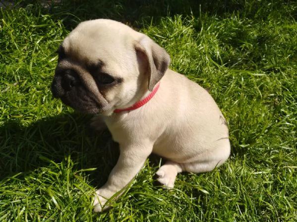 cuccioletto di maltese mini toy | Foto 7