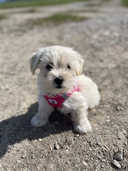 cuccioletto di maltese mini toy | Foto 5