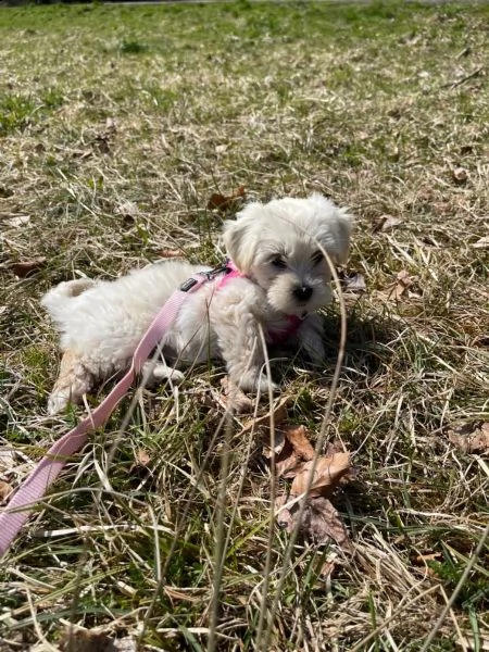 cuccioletto di maltese mini toy